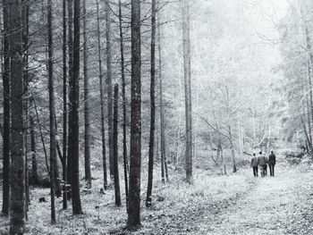 Animal grazing on field