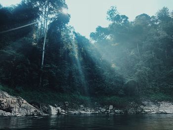 Scenic view of waterfall in forest