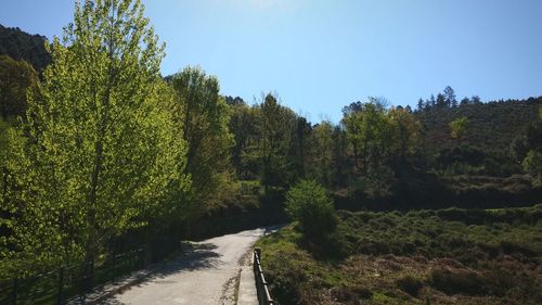 Road amidst trees against clear sky