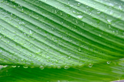 Full frame shot of wet leaf