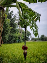 Close-up of banana tree on field against sky