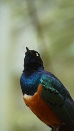 Close-up of a bird