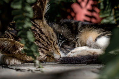 Close-up of cat relaxing outdoors