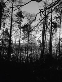 Low angle view of trees in forest