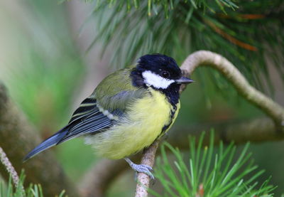 Close-up of great tit perching on tree