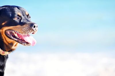 Close-up of a dog looking away