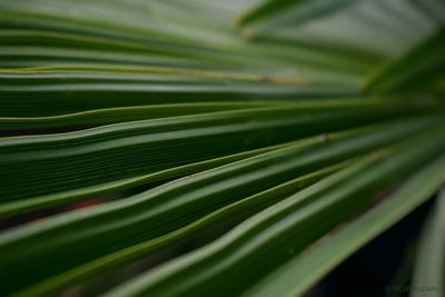 Macro shot of leaves