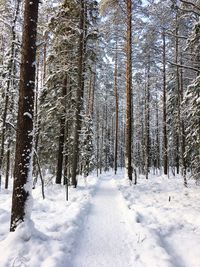 Snow covered trees in forest