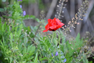 Close-up of red flower on field