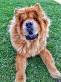 Portrait of chow chow dog on grass at park