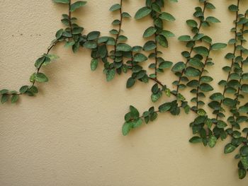 Close-up of ivy on wall