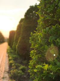 Close-up of fresh green plant against sky