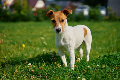 Cute small dog on lawn with green grass near living house at summer day. active pet outdoors