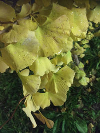 Close-up of yellow flowering plant leaves