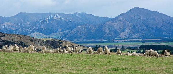 Sheep grazing on field by mountains against sky