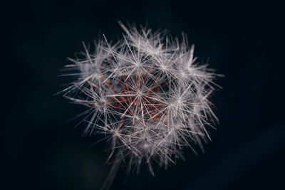 Close-up of dandelion against black background