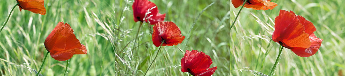 Close-up of wheat growing on field