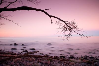 Bended tree above sea level, boulders sticking out from sea. pink horizon with first hot sun rays.