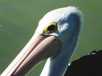 Close-up of swan in water