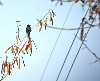 Low angle view of bird perching against clear sky