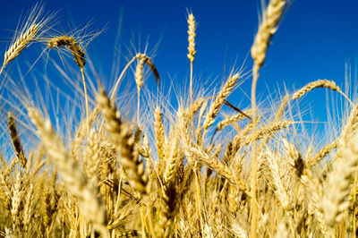 Close-up of wheat growing on field against sky