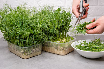 Midsection of woman holding potted plant