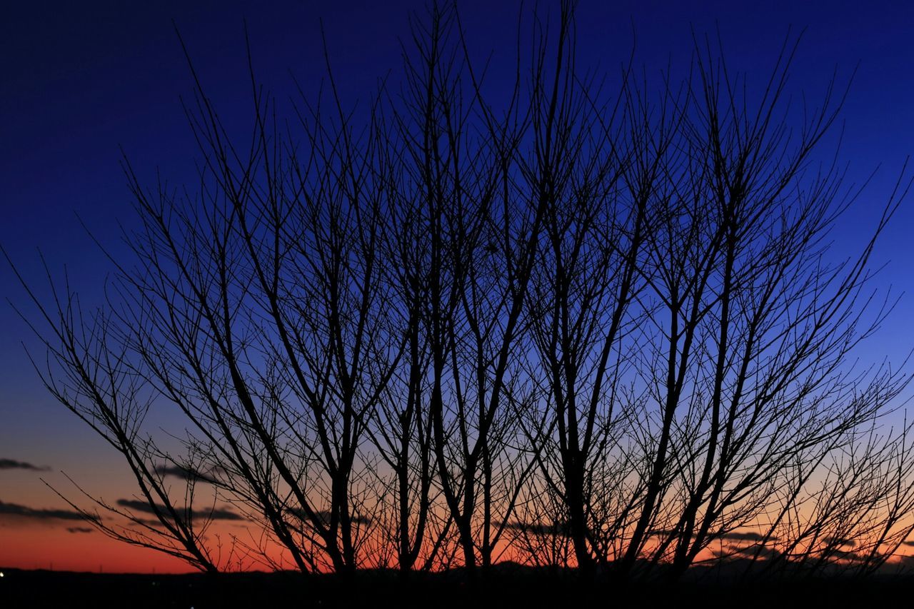 silhouette, sunset, bare tree, tranquility, beauty in nature, tranquil scene, scenics, nature, sky, tree, blue, orange color, low angle view, branch, idyllic, dusk, outdoors, growth, no people, outline