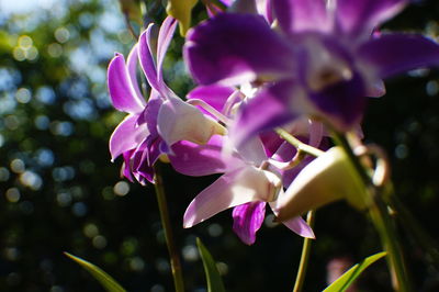 Close-up of pink flowering plant