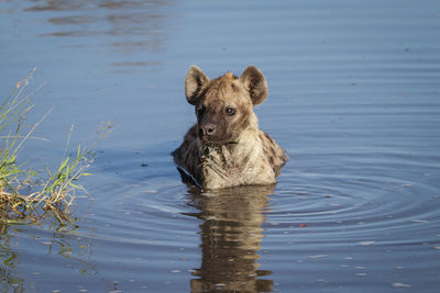 Portrait of hyena swimming in lake