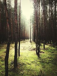 Trees in forest