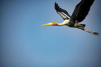 Low angle view of bird flying