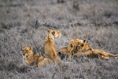 Lionesses sitting on grass