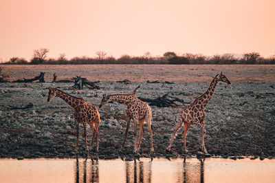 View of animals on landscape against sky