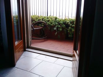 Potted plants by window at home