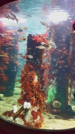 Close-up of fish swimming in sea