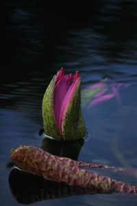 Close-up of pink flower