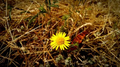 Close-up of yellow flower growing in grass