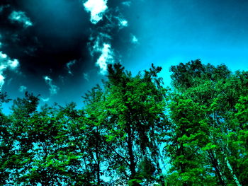 Low angle view of trees against blue sky