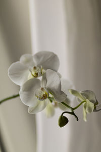 Close-up of white orchid