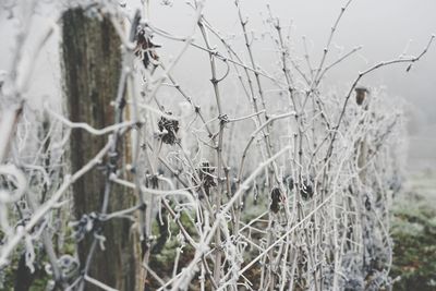 Close-up of snow on field during winter
