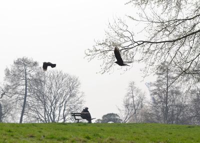 Bird flying over a field