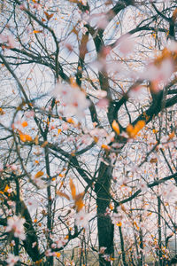 Low angle view of flowering tree during autumn