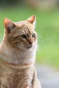 Close-up of a cat looking away
