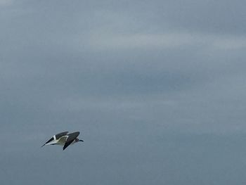 Low angle view of bird flying in sky