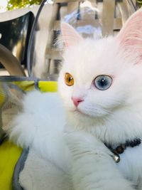 Close-up of cat