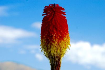Low angle view of fresh red cactus against blue sky
