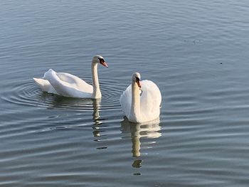 Swans swimming in lake