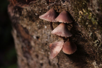 Close-up of mushrooms growing on tree trunk