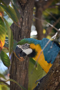 Bright colored blue and gold macaw parrot looking for a treat.