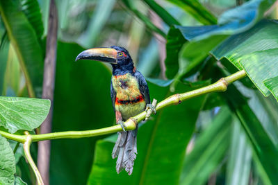 Close-up of bird perching on plant